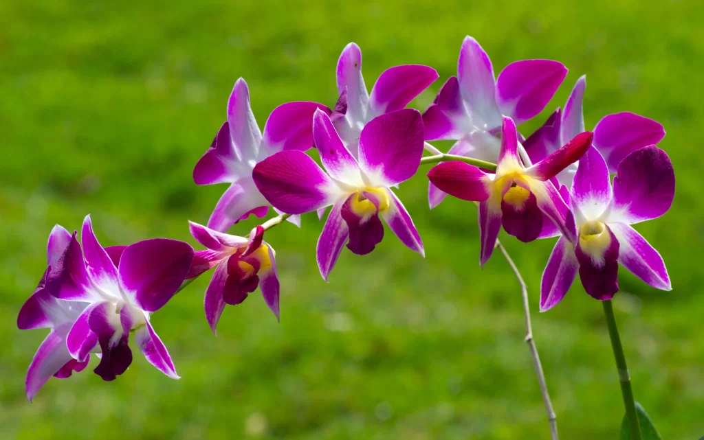 Purple Orchid Blooms Petals Green Background