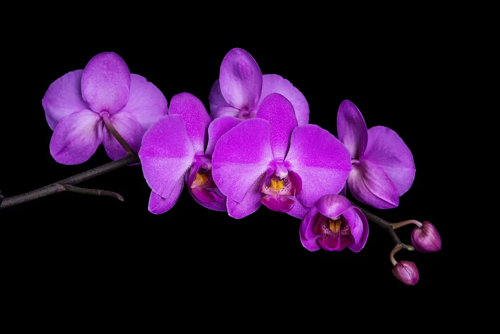 Purple Orchid Blooms Petals Bud