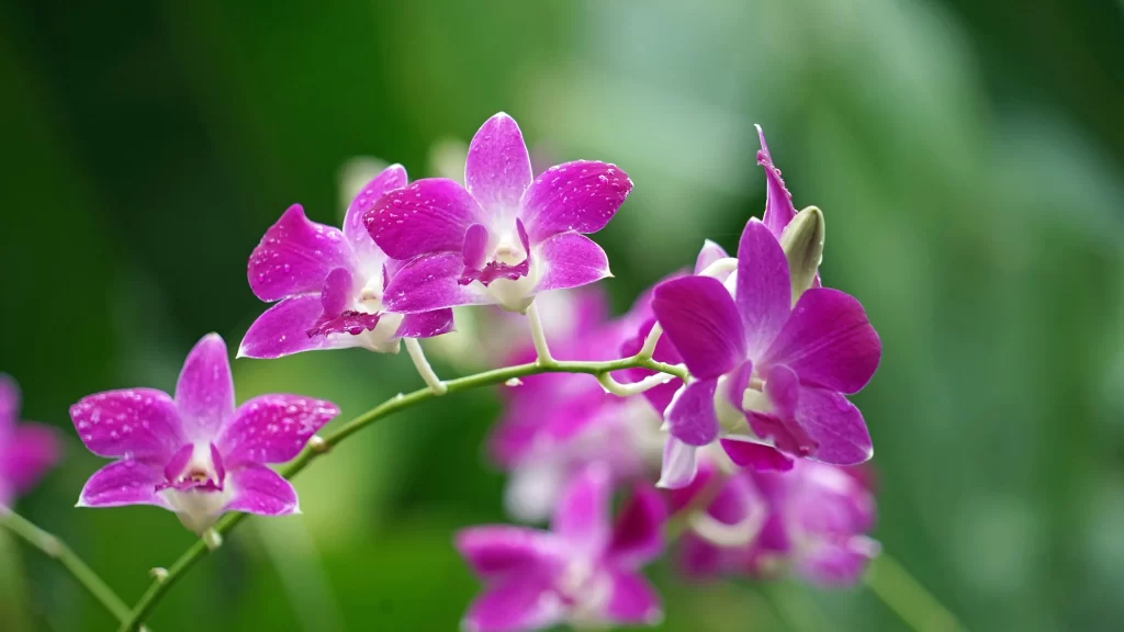 Purple Orchid Blooms Petals Dewdrops Greenery