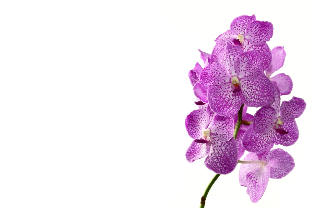 Purple Orchid Blooms Petals Speckled Green Stem