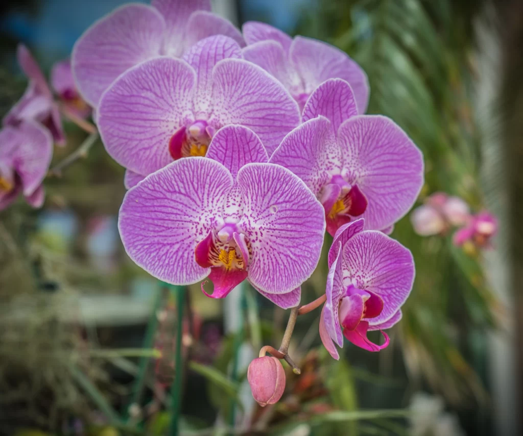 Purple Orchid Blooms Petals Speckled Yellow