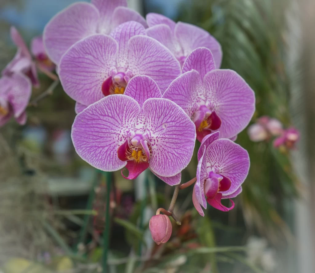 Purple Orchid Petals Blooming gray Beauty