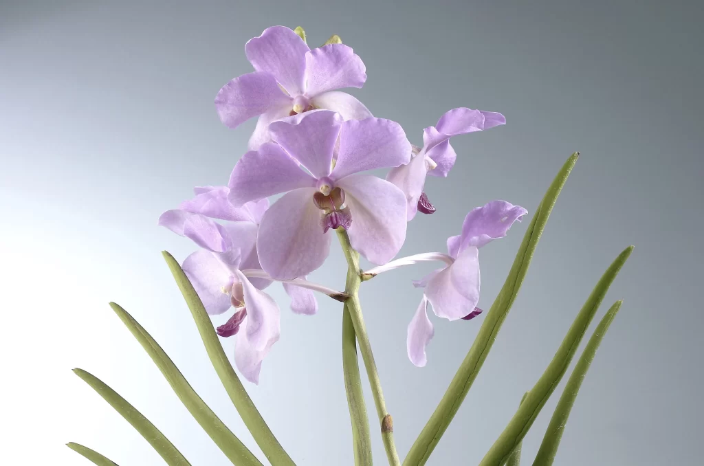 Purple Orchid Petals Blooms Green Leaves