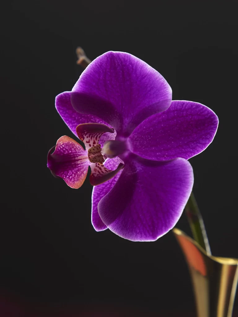 Purple Orchid Petals Blooming Vase