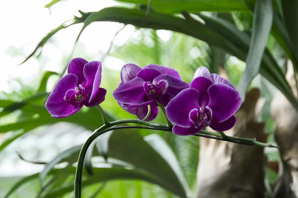 Purple Orchid Petals Bloom gray Greenery