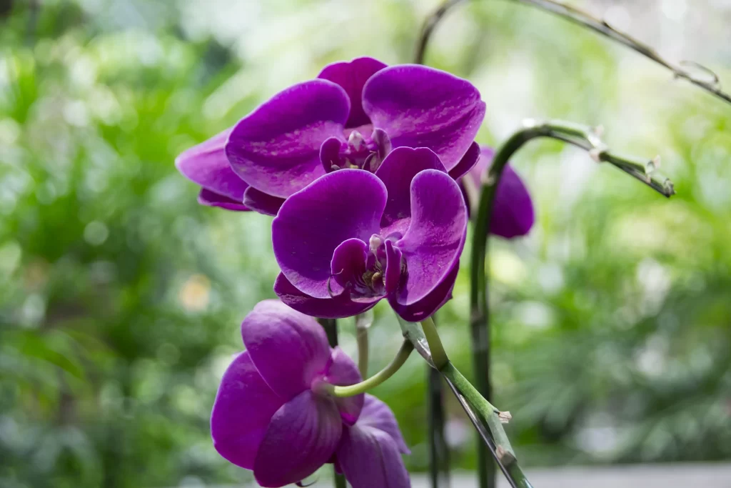 Purple Orchid Petals Blooming Greenery