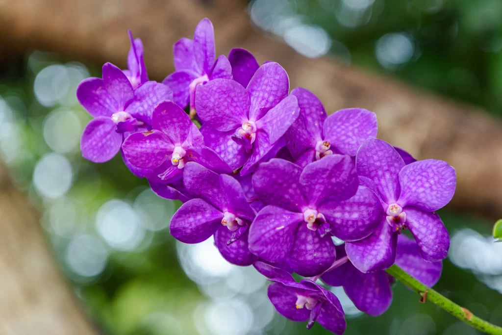 Purple Orchid Petals Blooming Nature