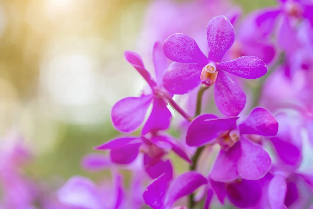 Purple Orchid Petals Blooming Sunlight
