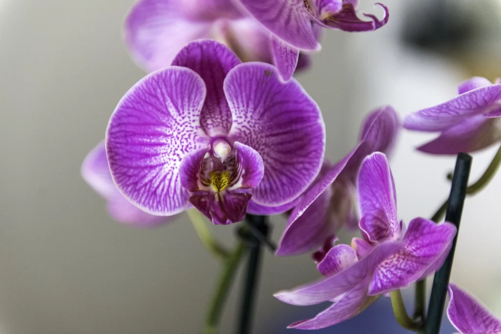 Purple Orchid Petals Blooming gray Beauty