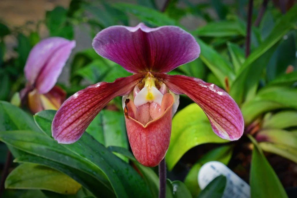 Purple Orchid Petals Blooming Green Leaves