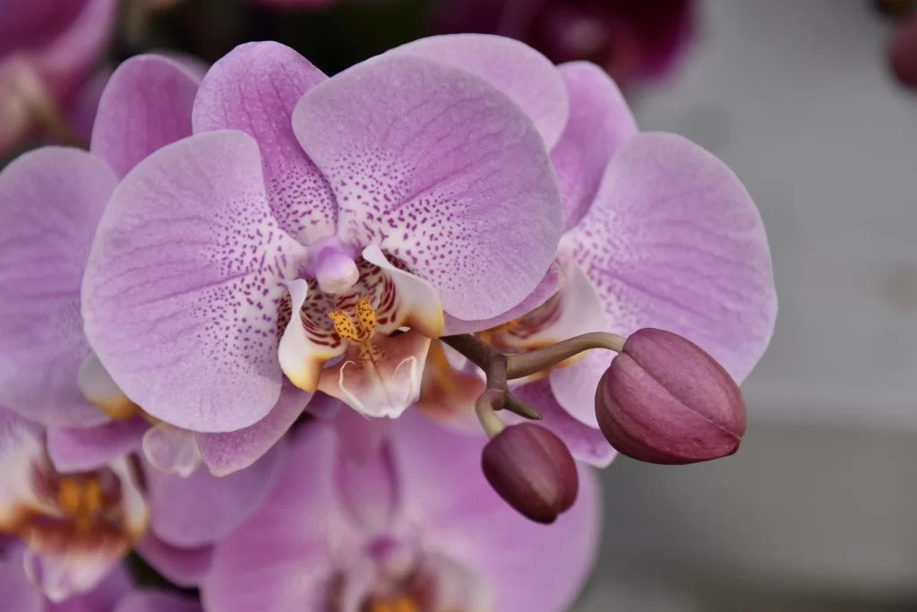 Purple Orchid Petals Blooming Bud