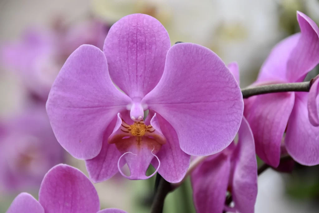 Purple Orchid Petals Blooming warm Beauty