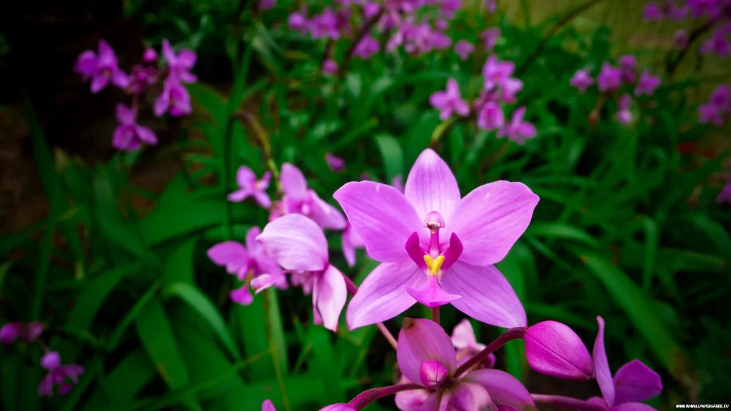 Purple Orchid Petals Bloom dark Greenery