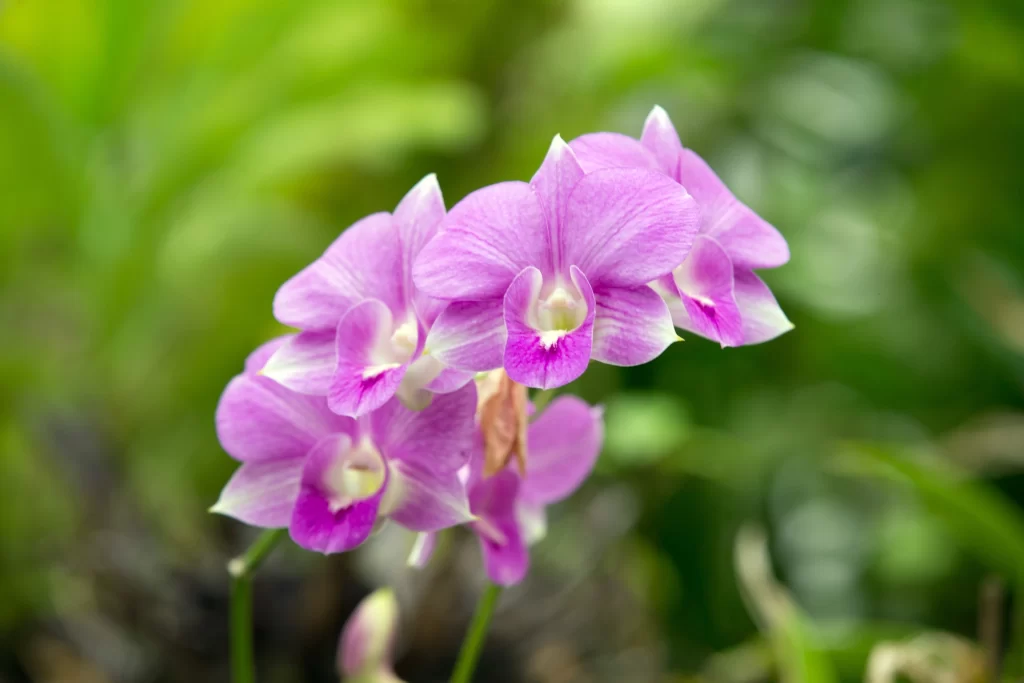 Purple Orchid Petals Blooming warm Garden