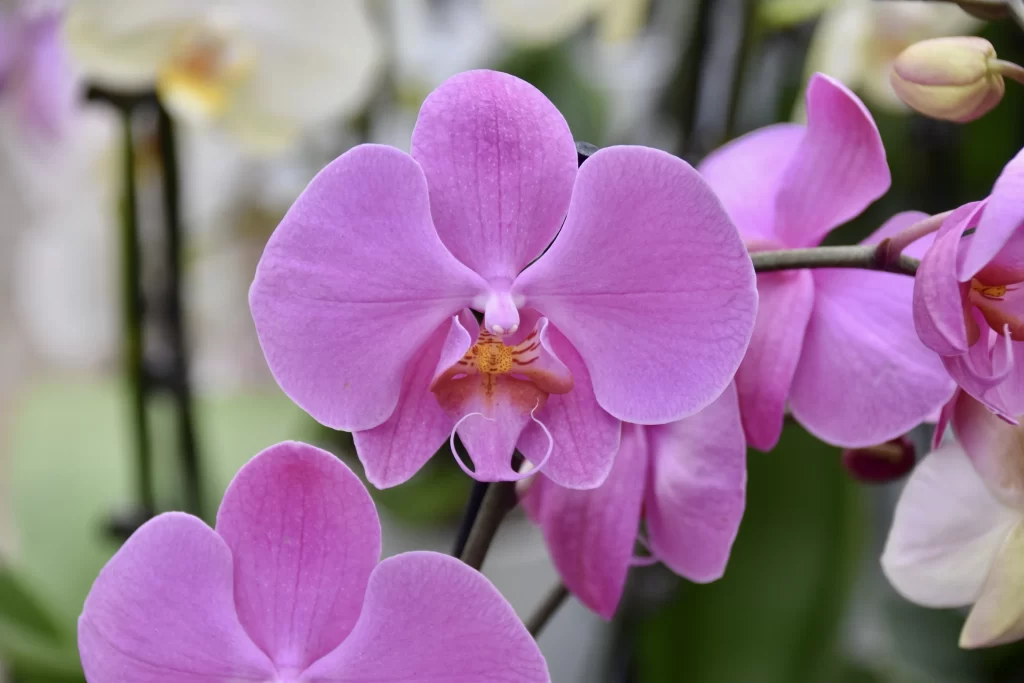 Purple Orchid Petals Blooming warm Garden