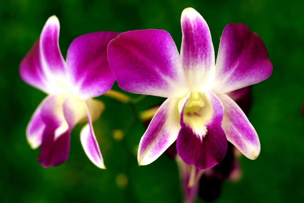 Purple Orchid Petals Blooming gray Green