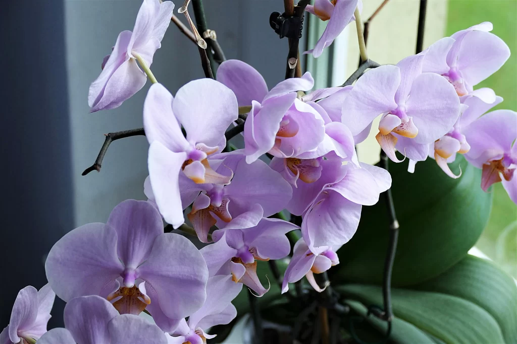 Purple Orchid Petals Blooming gray Green