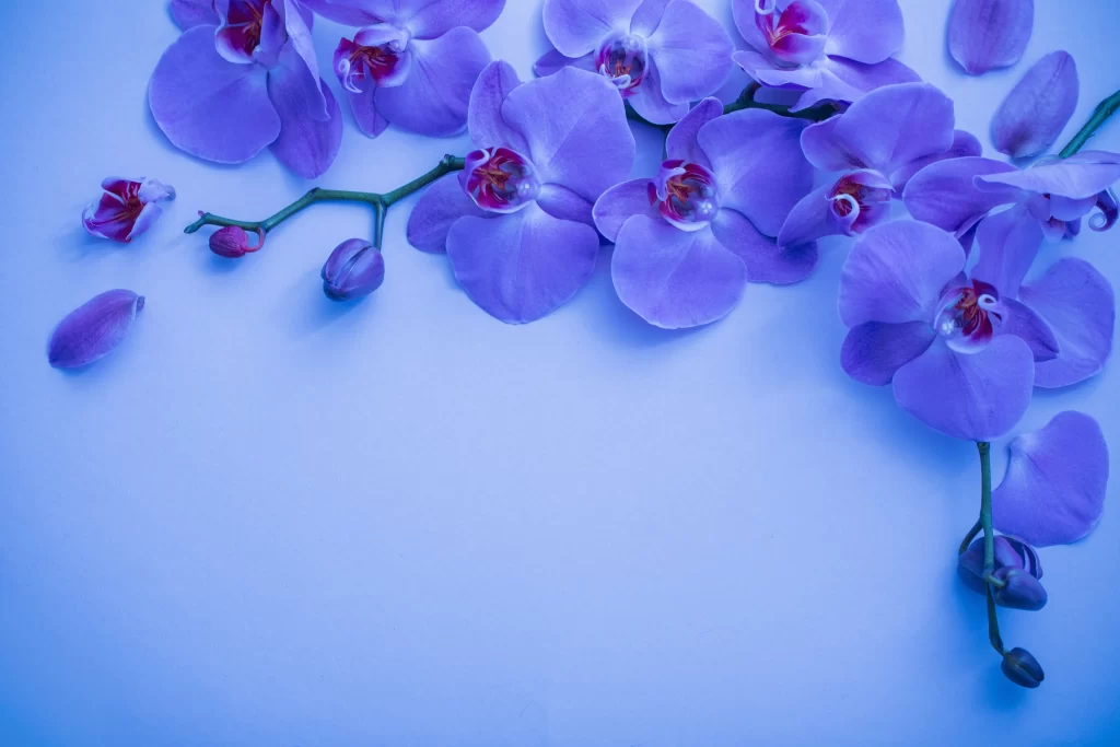 Purple Orchid Petals Blooms Stems