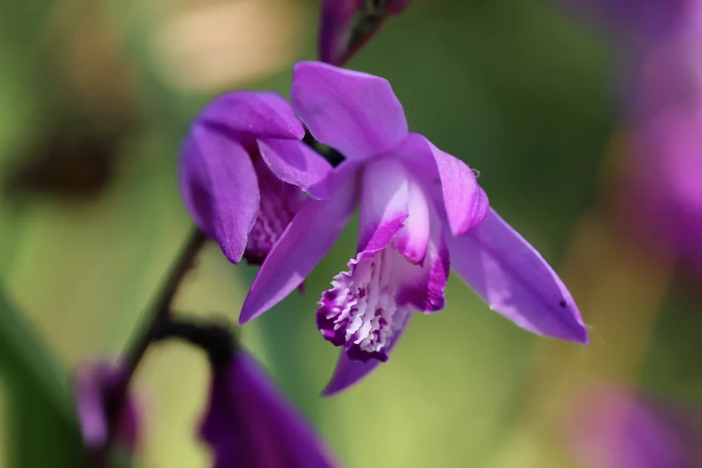 Purple Orchid Petals Blooming gray Garden