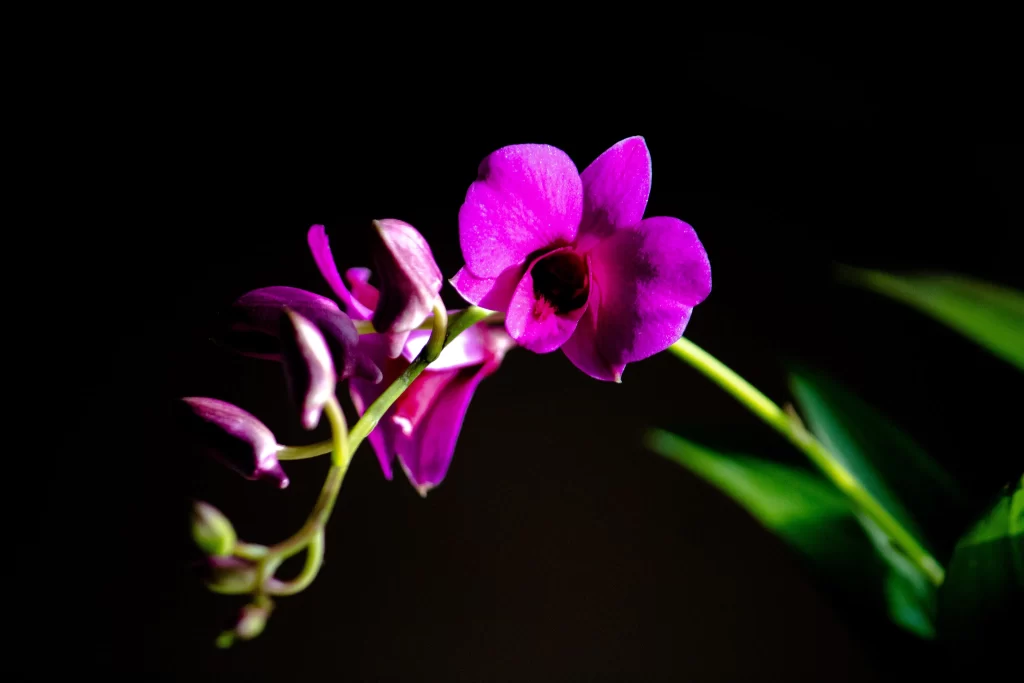 Purple Orchid Petals Blooming Stem