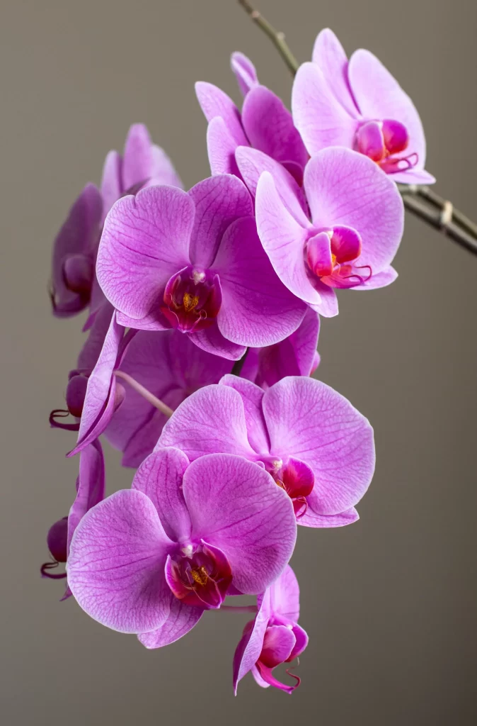 Purple Orchid Petals Blooms