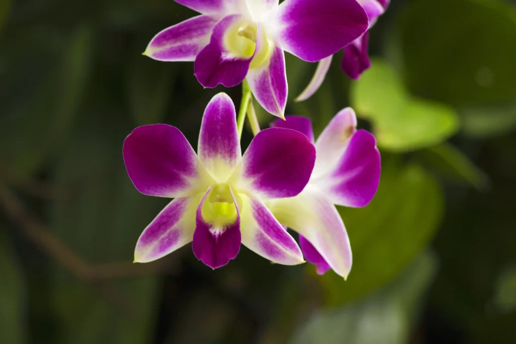 Purple Orchid Petals Bright Yellow Center