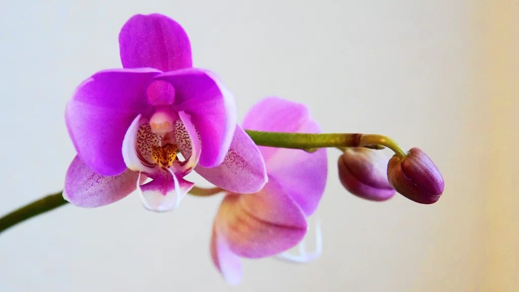Purple Orchid Petals Bud