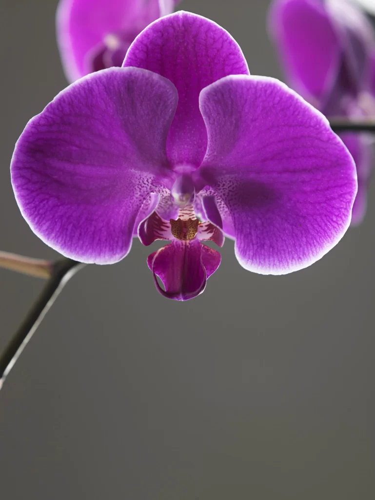 Purple Orchid Petals Center Texture