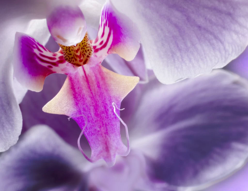 Purple Orchid Petals Colorful Center