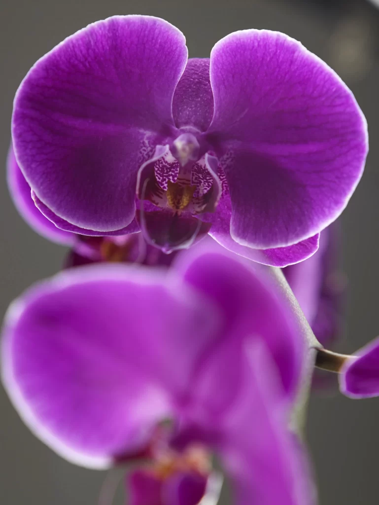 Purple Orchid Petals cool Blooming