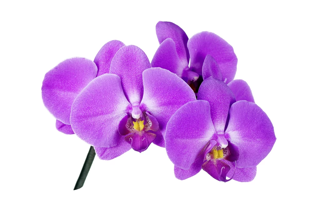 Purple Orchid Petals cool Blooming