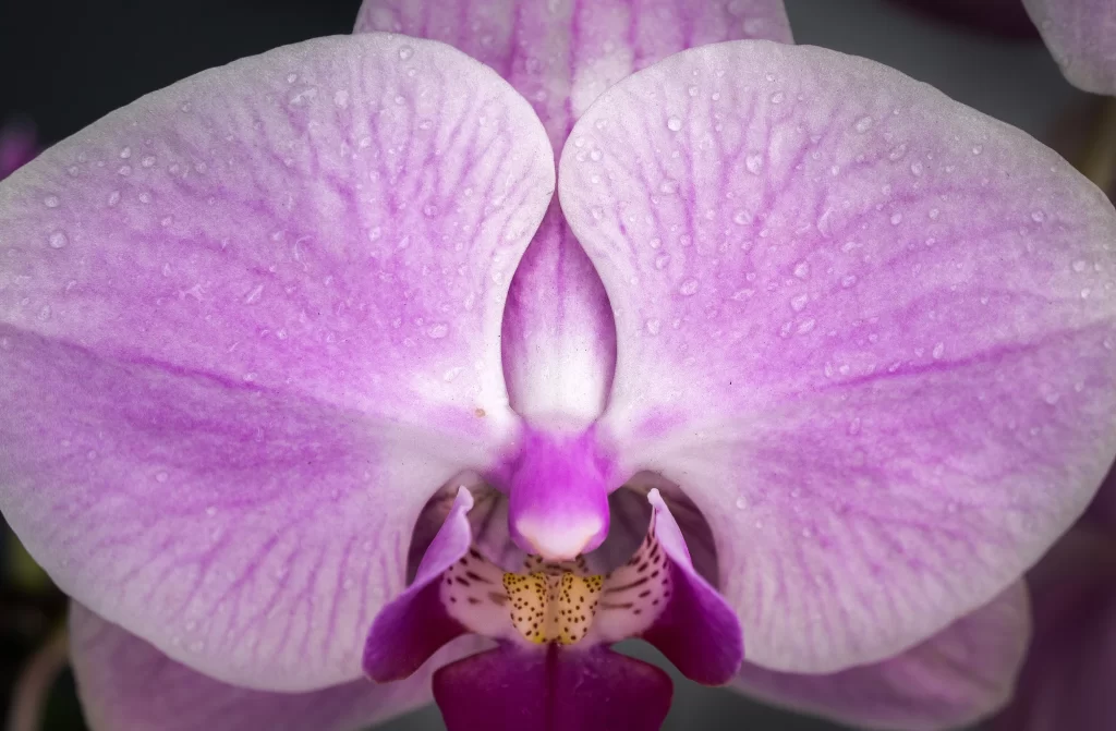 Purple Orchid Petals Dewdrops Center