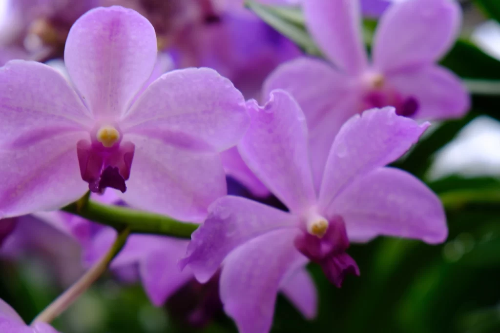 Purple Orchid Petals Dewdrops Graceful