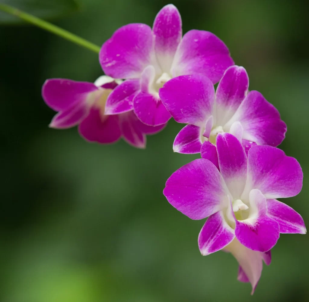 Purple Orchid Petals Dewdrops Vibrant Green Background