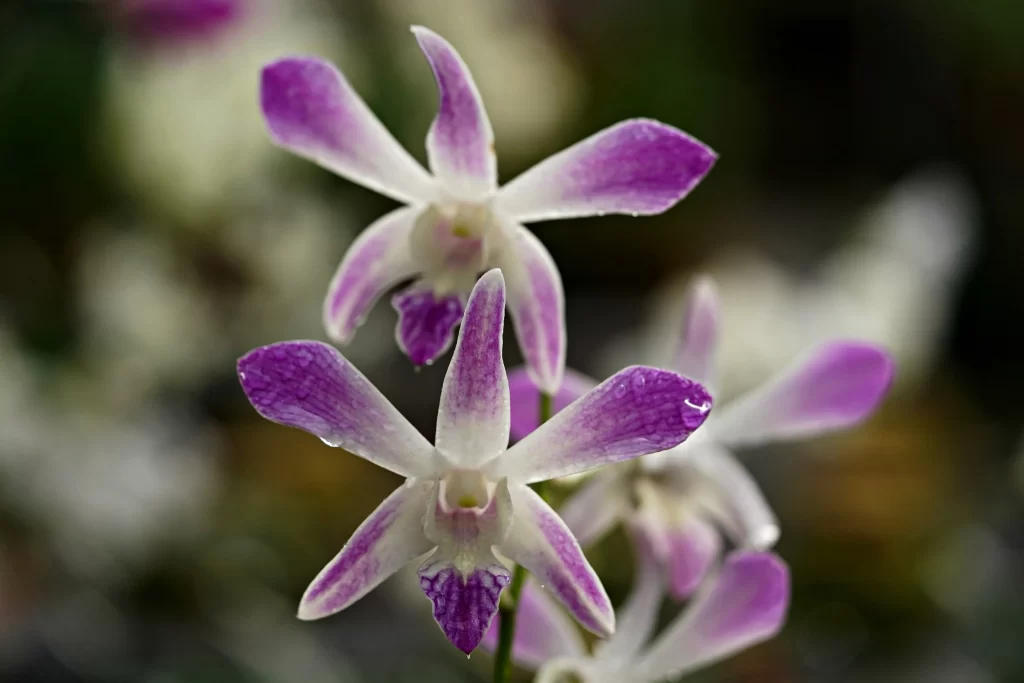 Purple Orchid Petals Dewdrops Delicate