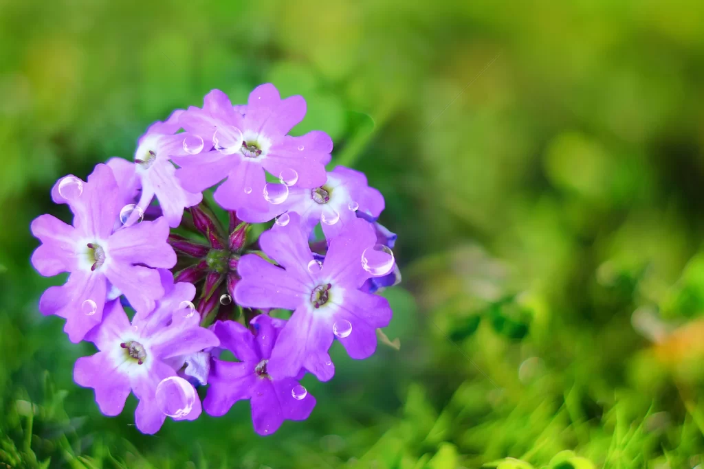 Purple Orchid Petals Dewdrops Vibrant Greenery