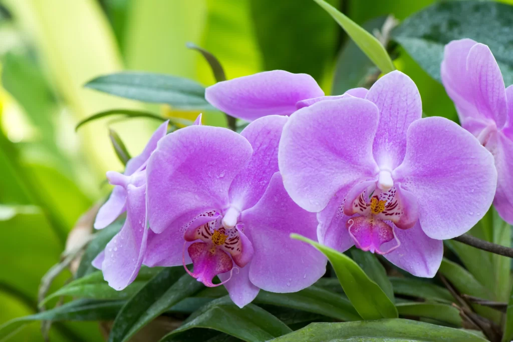 Purple Orchid Petals Dewdrops Green Leaves