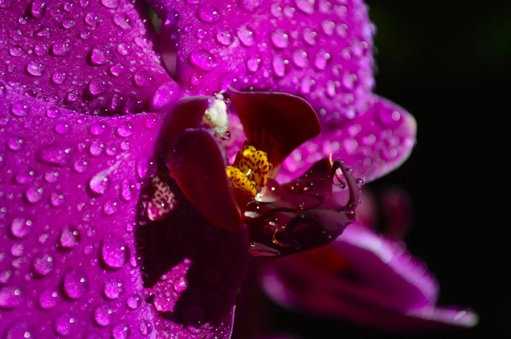 Purple Orchid Petals Dewdrops Vibrant Yellow Center