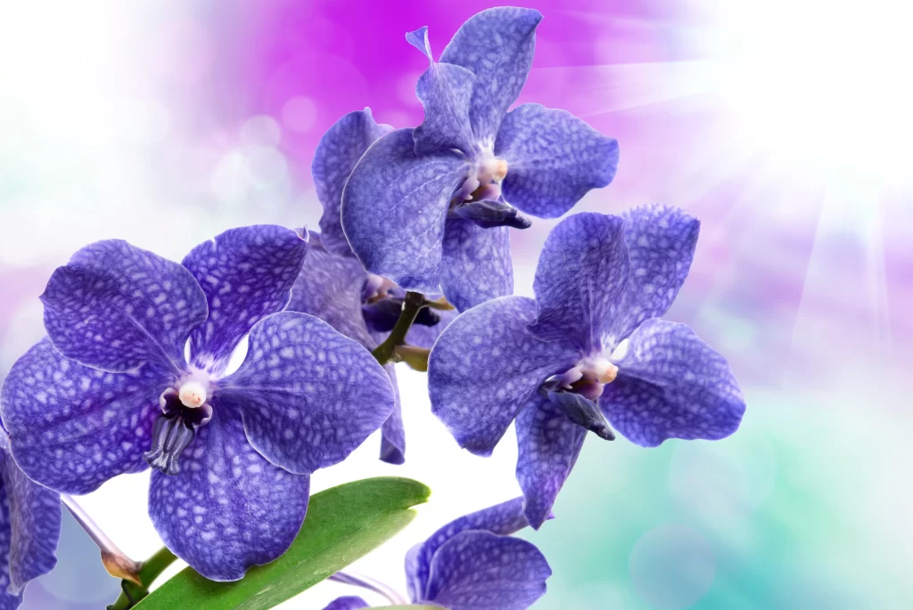 Purple Orchid Petals Dotted Texture Bright Background