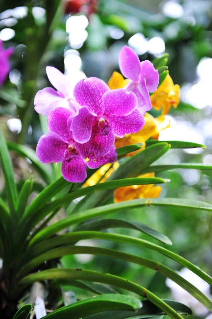 Purple Orchid Petals Green Leaves