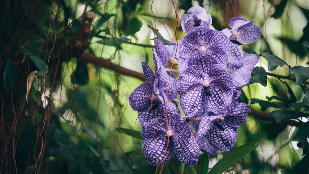 Purple Orchid Petals Pattern Dense