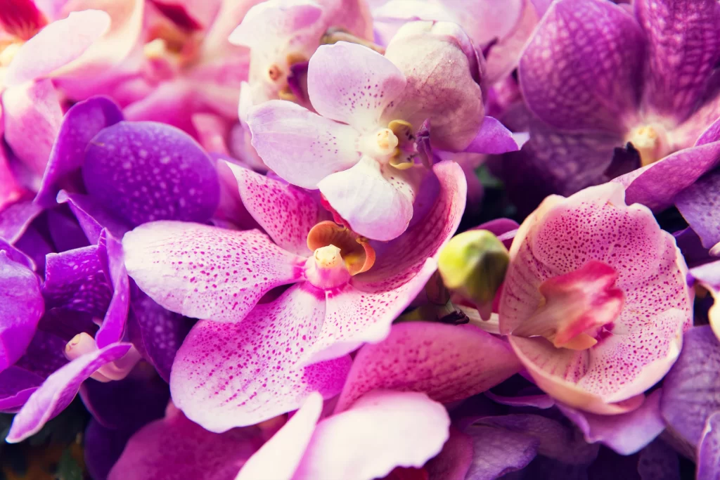 Purple Orchid Petals Speckled warm Texture