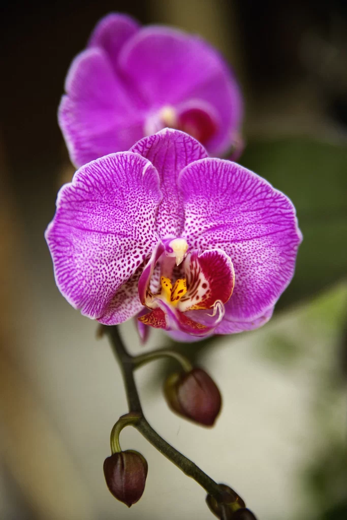 Purple Orchid Petals Speckled Yellow warm Center