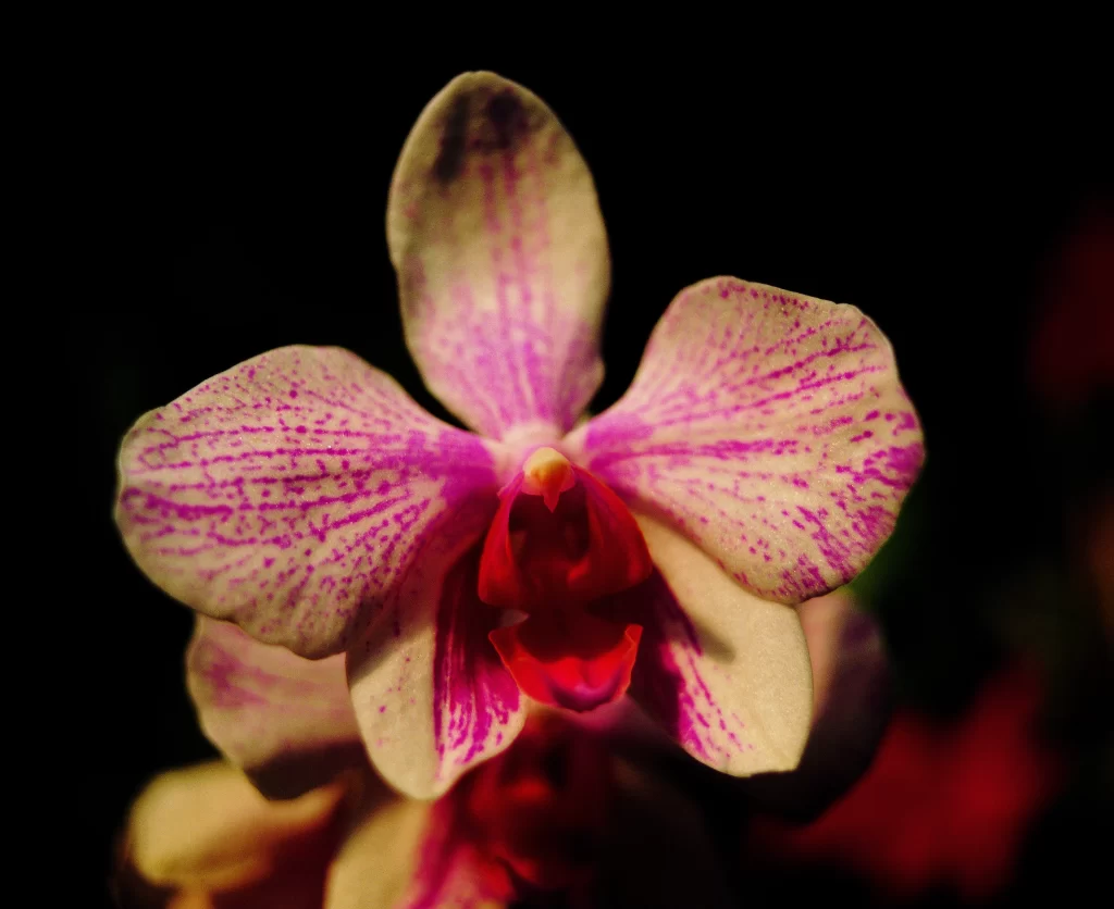 Purple Orchid Petals Speckled Red Center