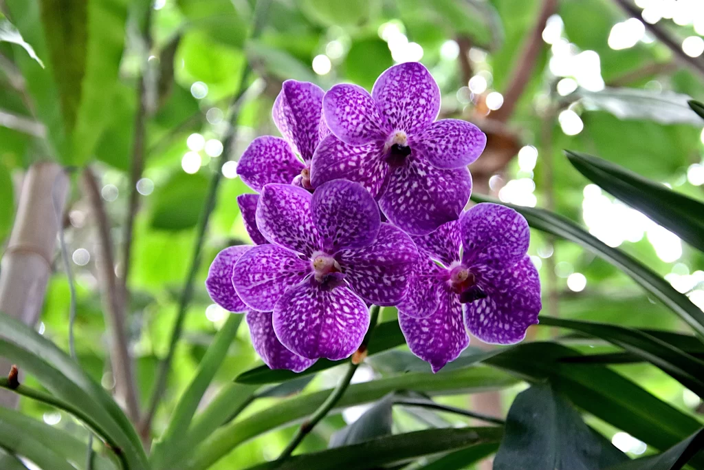 Purple Orchid Petals Speckled Green Leaves