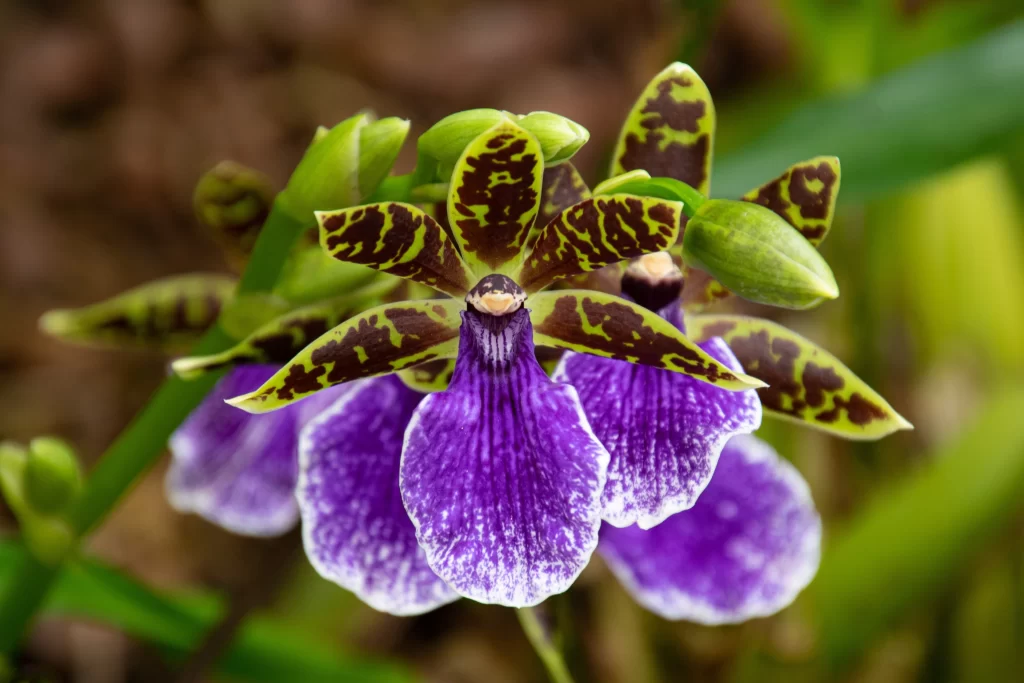 Purple Orchid Petals Speckled Yellow Brown