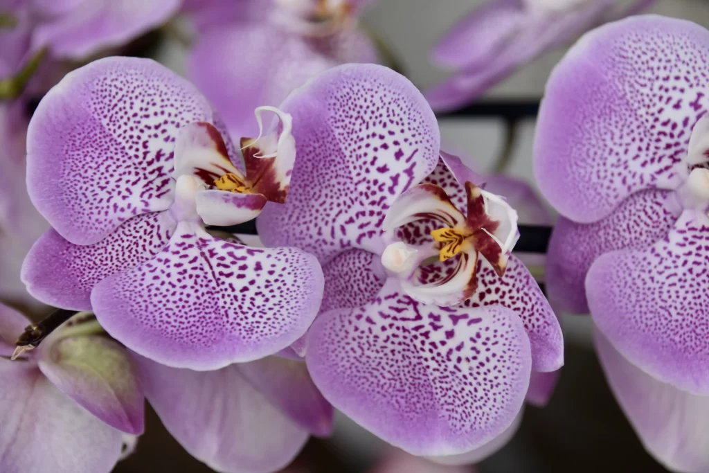 Purple Orchid Petals Speckled Yellow cool Center