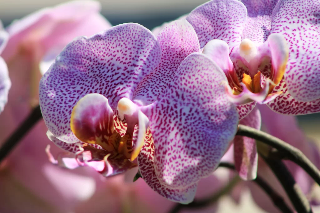 Purple Orchid Petals Speckled Yellow