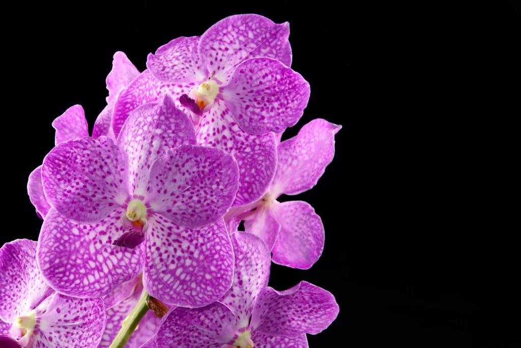 Purple Orchid Petals Speckled cool Texture