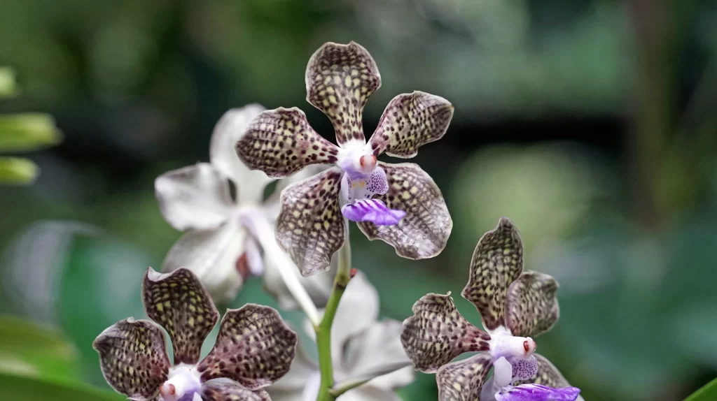 Purple Orchid Petals Speckled Pattern gray Greenery